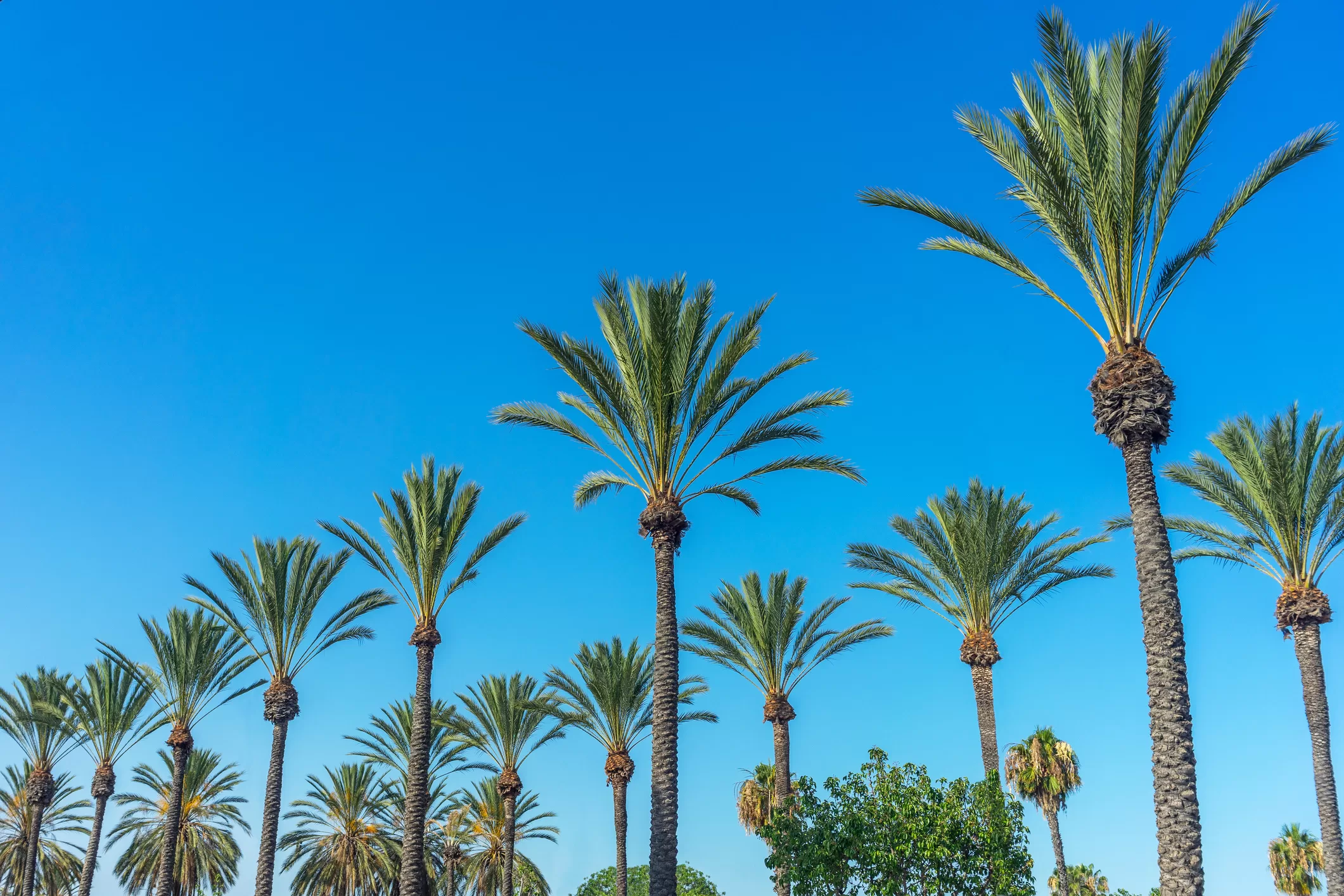 Indian Springs Calistoga: A Historic Resort in Napa Valley